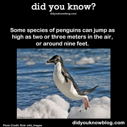 did-you-kno:  Some species of penguins can