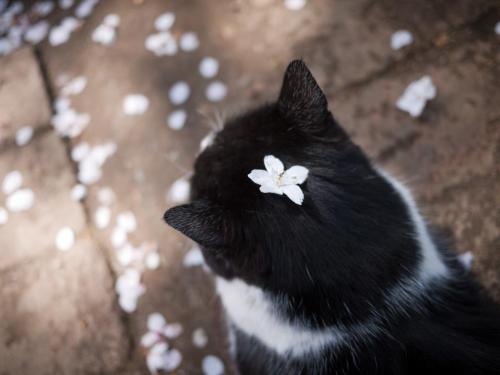 tamorapierce:  The cats were the first to love cherry blossom season 