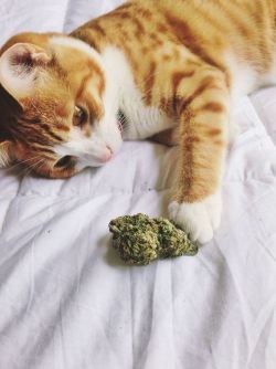 Marijuana & Kitties