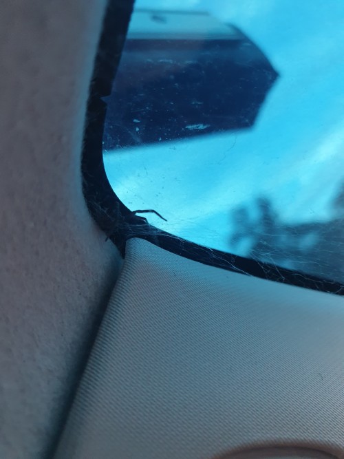 I Don't Really Get How People Not In Australia Get Freaked Out By All The Spiders, There Aren't Really