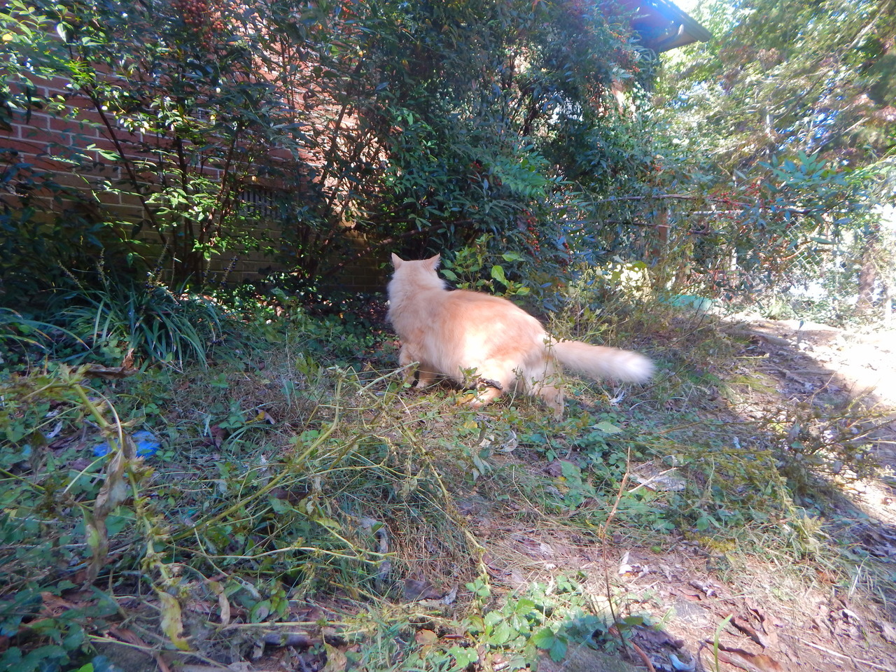 calico-dan:Even Dave got to explore! He’s never been outside! Only a few times