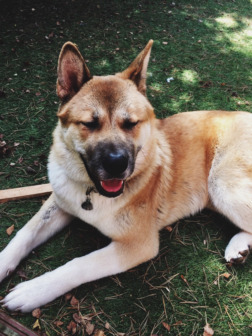 sunfl0wer-spirit:  Cutie 🐶🌿