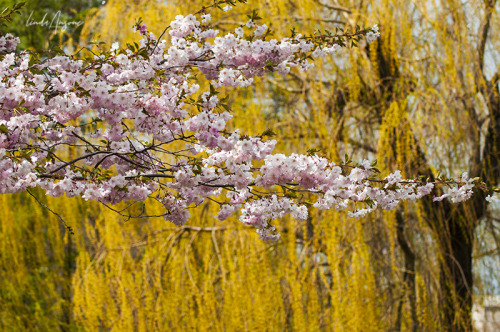 willows made such a pretty backdrop