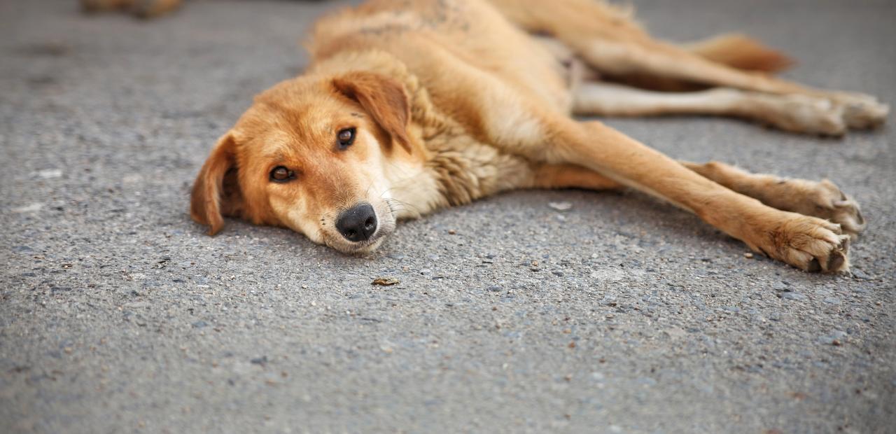 Scientists are developing a revolutionary new way to minimize the pet population
“ We have a pet problem — or rather, we have a problem with too many potential pets. More than 7 million stray dogs and cats enter shelters every year. About one-third...