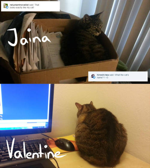 I even have a second one! Jaina’s mine, I brought her with me when I moved from Switzerland to California, she always looks angry and like she wants to kill me. Valentine’s my wife’s, he’s fat and constantly in the way. I love