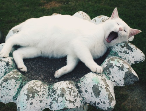 indiejanes: lazy summer days in the bird bath