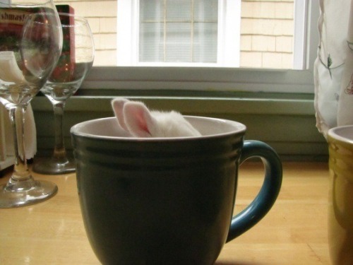 gobroadway:  bunnies in tea cups 🐇☕️