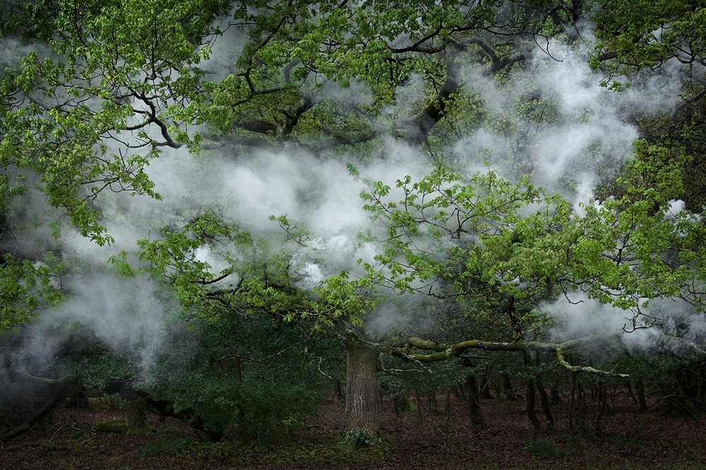 archatlas:   Between the Trees Ellie Davies   What is a forest?  Is it the trees