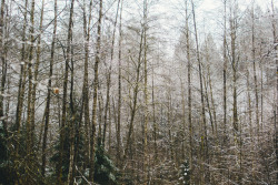 maryandhercamera:  Forests & Foliage