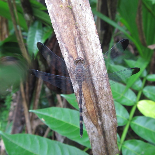 buggirl: I haven’t a clue how to ID dragonflies.  But they’re lovely predators. Jatun Sacha, Ecuador