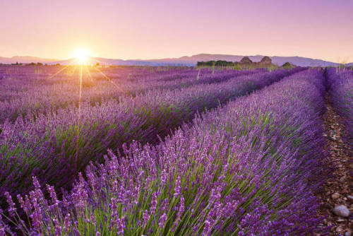 Stunning Pictures of Lavender Fields by Aurélien Billois via Aurélien Billois 