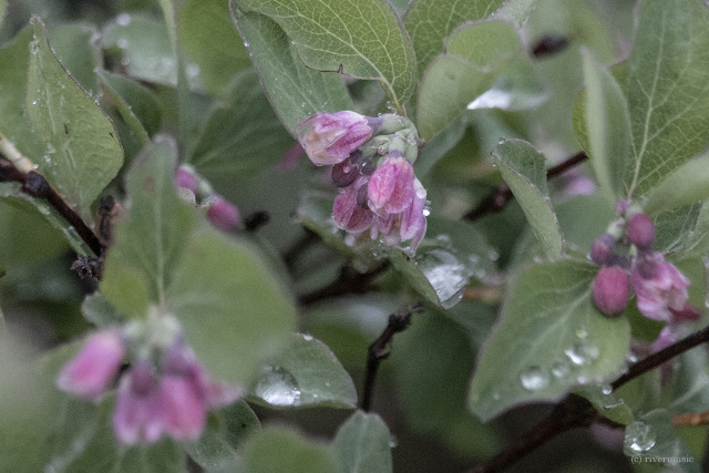 Delicate pink blossoms of Common Snowberry (Symphoricarpos albus) are bejeweled with raindrops. (c) riverwindphotography, June,...