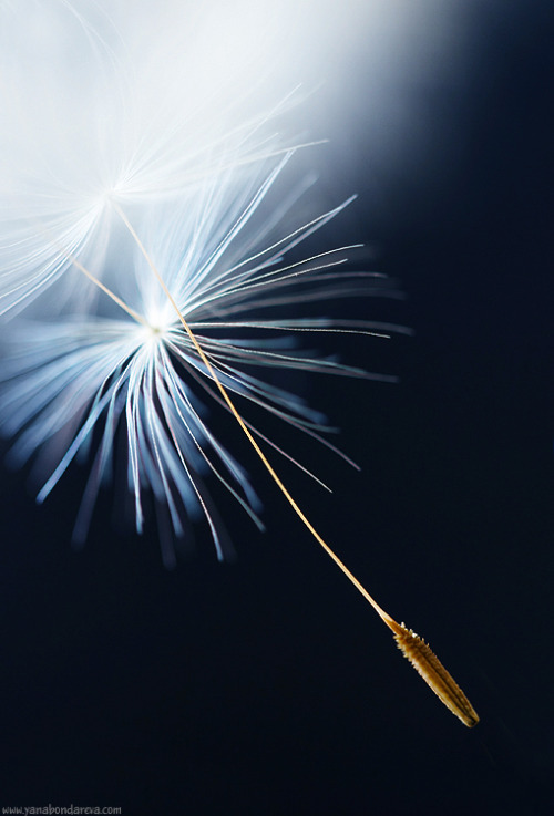 shadedgirl:  Make a wish :)