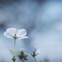 floralls:  *nemophila (by fangchun15) 