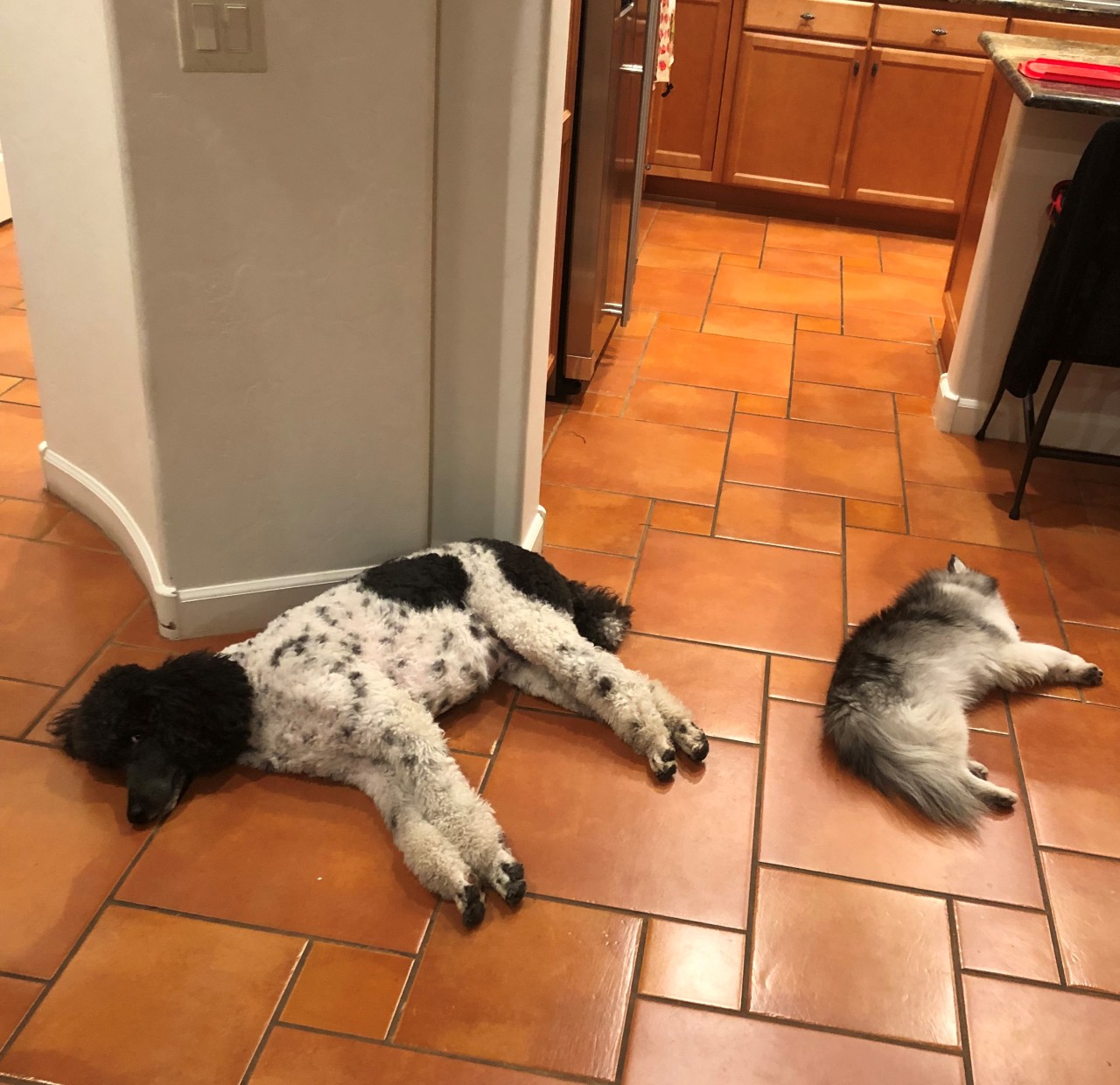 Rhea & Isaac My family’s dogs joining together to use their cuteness against
us. all.  Before anyone accuses Rhea of 