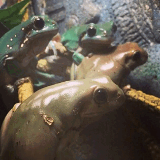 thefroggiebloggie:  Goblins