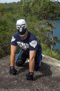 Wolf pup in his leather dog mask