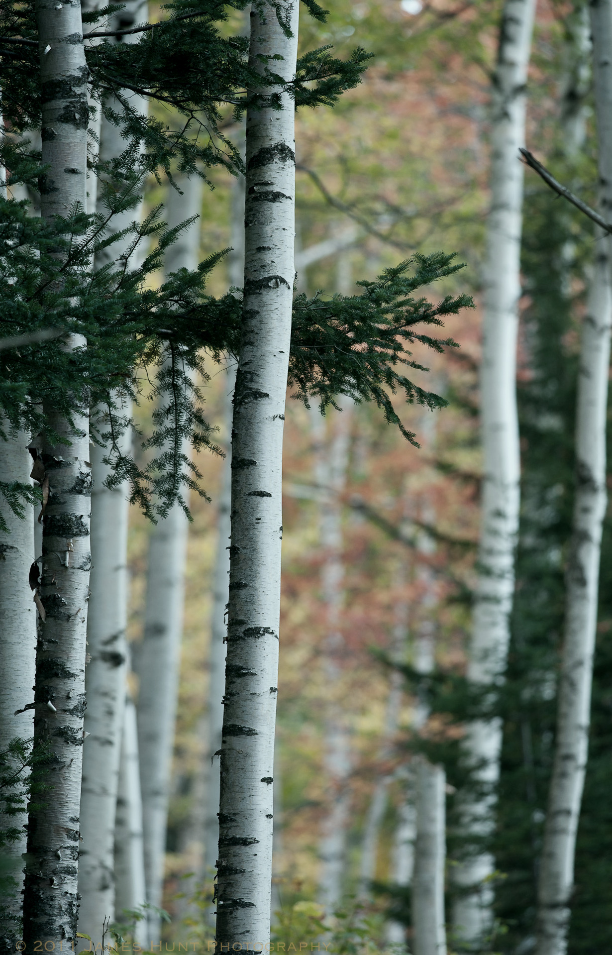 absinthius:
“Birch Forest, Mt Washington
”