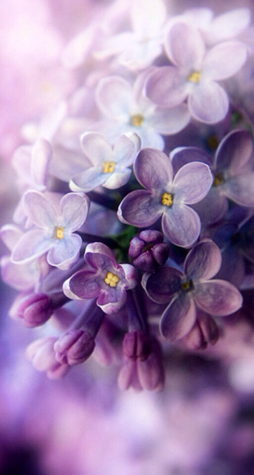 gyclli:    Lilac blossom    Via weheartit.com   