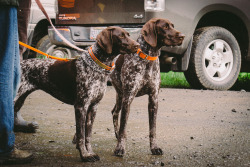 hwhphoto:  Two German Shorthaired Pointers,
