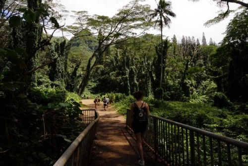 northern-nomad: Taken on the short 1.6 mile trail up to Manoa Falls. This waterfall is 150 feet tall