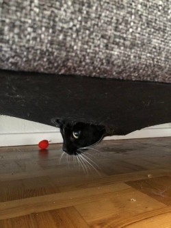 catasters: