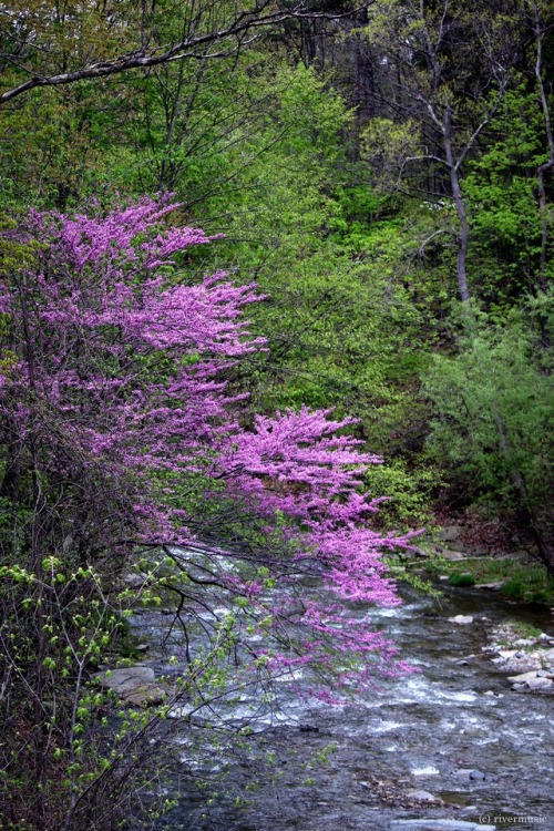 riverwindphotography: A Spring Fantasia: Flowering trees bloom along the stream, Stony Brook State P