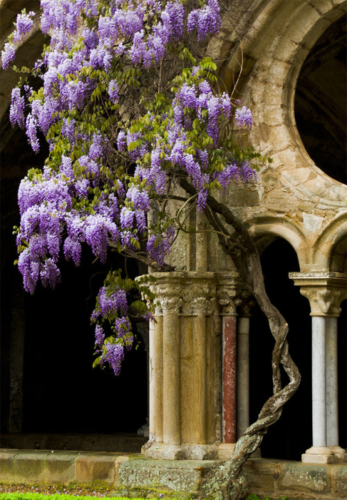 medieval-woman:El claustre més florit / Blossoming cloister  by SBA73 