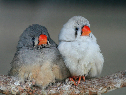 djferreira224: Mandarins amoureux by home77_Pascale on Flickr.