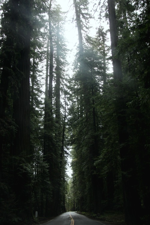 California Redwoods (16/03/2015)