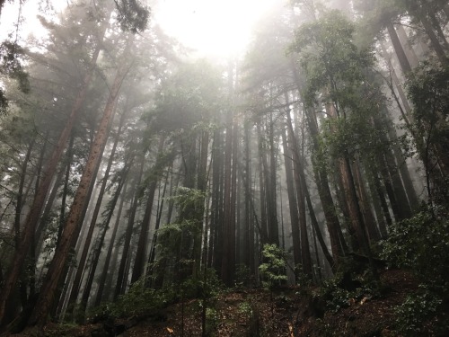 Winter things I am grateful for: Humble Christmas trees and cozy nooks, rain and fog nourishing redw