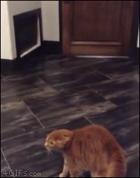 4gifs:Angry tail…happy tail. [video]