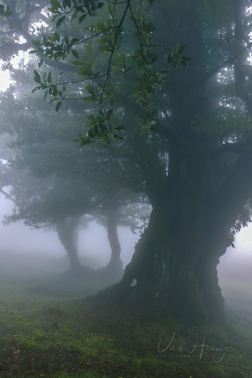 uwhe-arts:cloudforest … | uwhe-arts