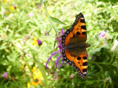 Butteflies in my garden, enjoying the Knapweed. Tortoiseshell and Peacock.