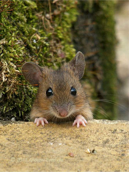 brigantias-isles:  Wood Mouse  ❀  by Andrew Everhale  