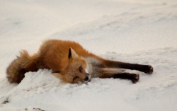 kingrebecca:  wolverxne:  Wildlife Photographer Dan King captured these photographs of a Red Fox waking up and enjoying a morning stretch/yawn by the shore of the Beaufort Sea on the north slope of Alaska.  @actuallypropellerknight 