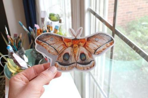 Moth Laptop Sticker //sandraculliton