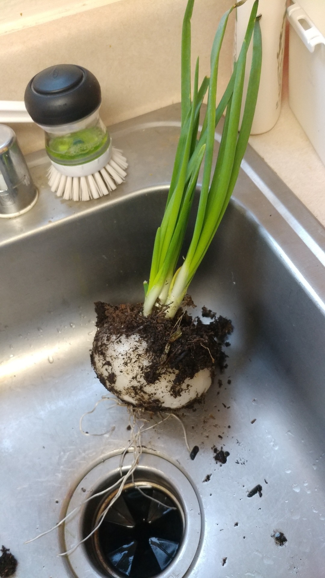 Last year i accidentally grew potatoes in my backyard and this year I&rsquo;m