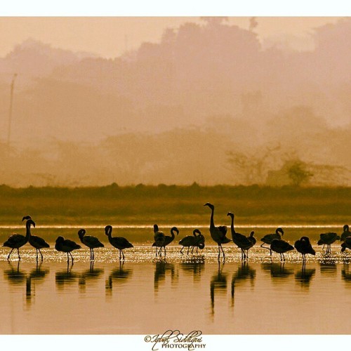 Lesser Flamingos !!