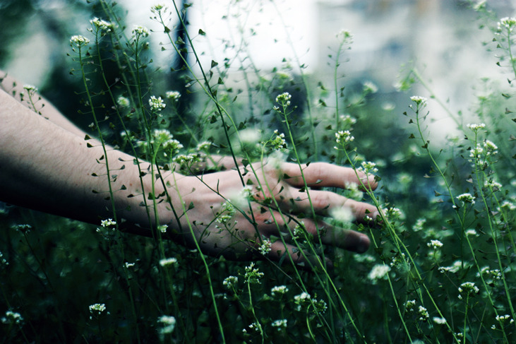 melisica:  (by meyrembulucek) 