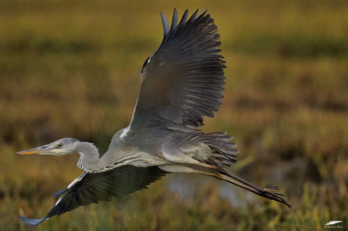 blogbirdfeather:Grey Heron - Garça-cinzenta (Ardea cinerea)Vila Franca de Xira/Portugal (10/1