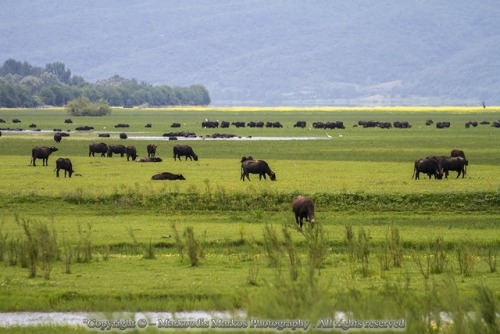 Water buffalos, Kerkini Lake, Greece