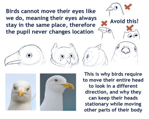 smash-chu:Couple of tips on some bird things for art! Some which people rarely touch on in their own