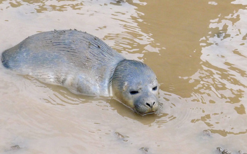 A five-day-old seal became separated from its mother and stranded in a field of cows at an RSPB sanc