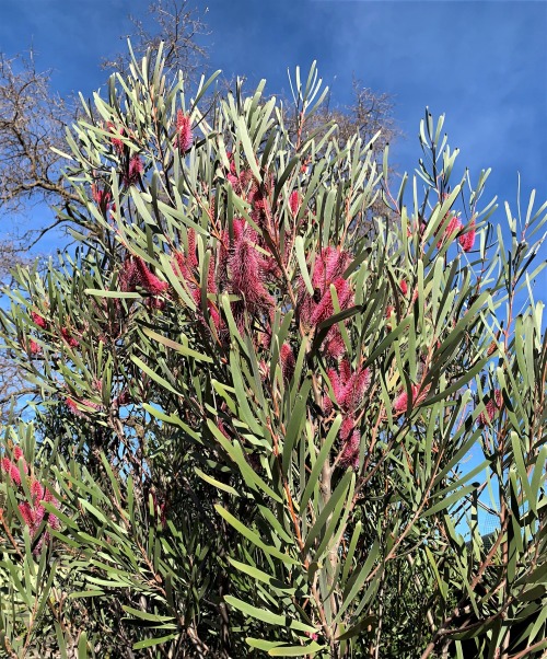 Hakea francisianaHakea is an Australian genus in the Protea Family, with many species found in the M