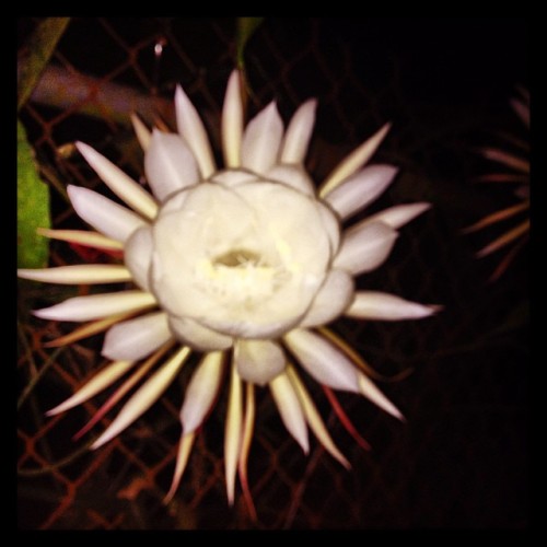 Flower!!! ;) #moon #mothernature #night #nature #natural #blossom #beautiful #cute #casual #life #la