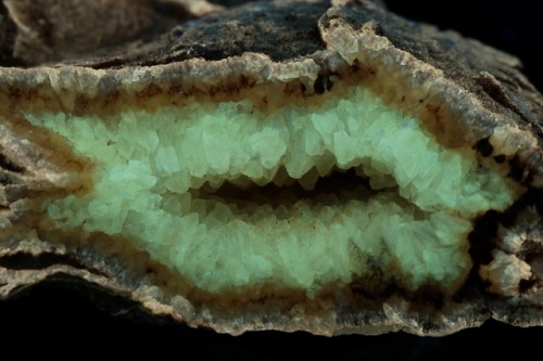 Three-inch piece of a giant septarian nodule under white light and black light (long wave ultraviole