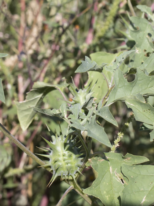 seed pod