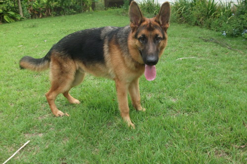 handsomedogs: Apolo, my German Shepherd, when he was 8 months old. He’s now two years old and 