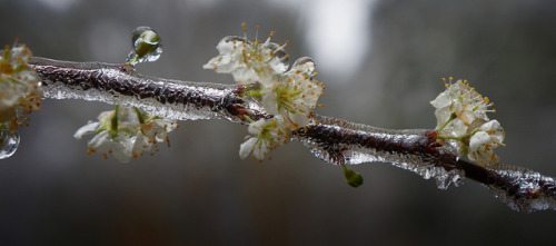 Frozen Opportunities by Kat~Morgan on Flickr.